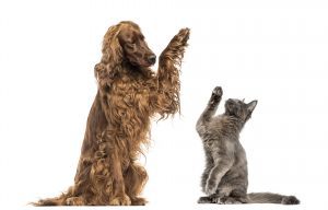 high five