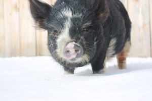 pig in the snow