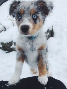 playing in the snow