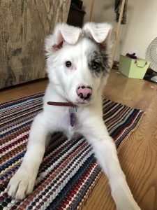 dog wit bunny ears