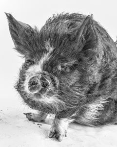 oink oink