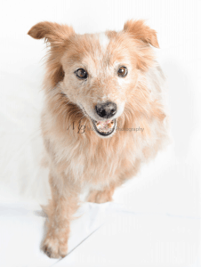 dog smiling