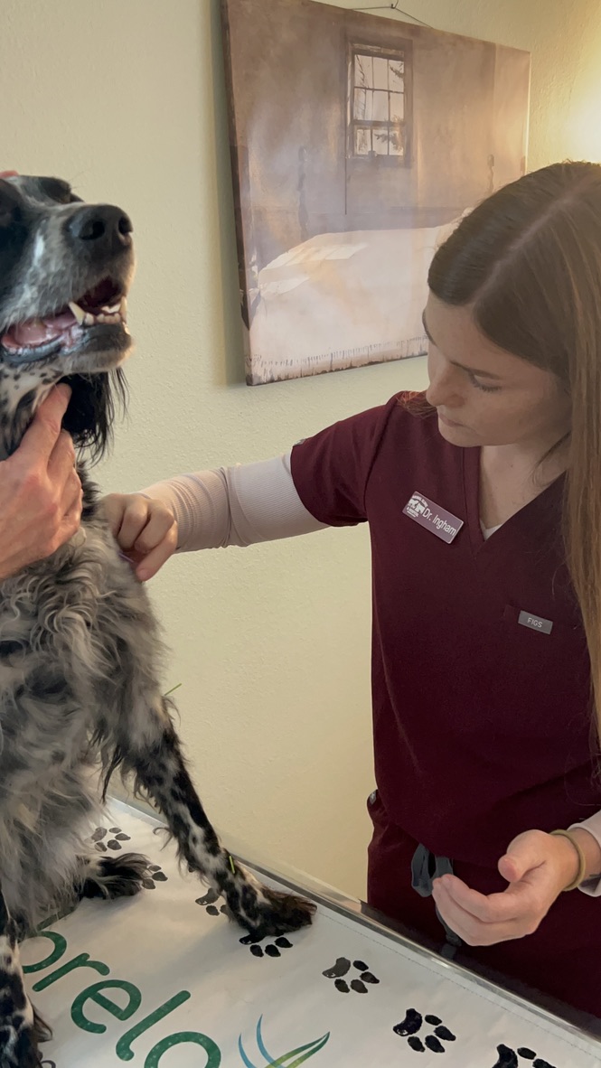 Close up of veterinary acupuncture on a pet