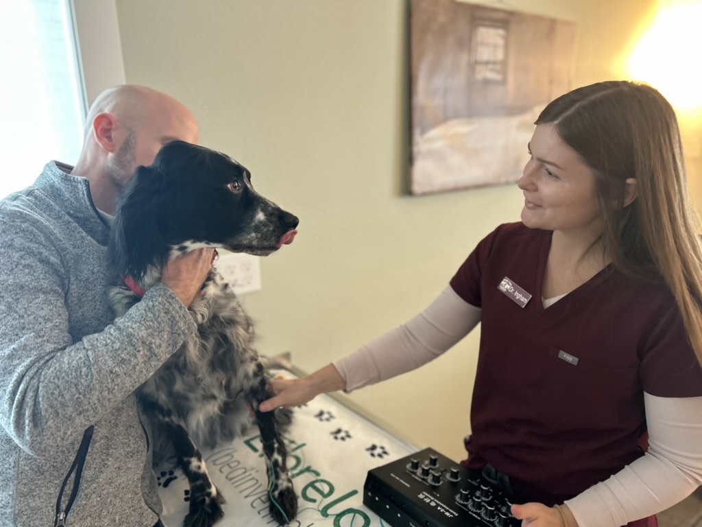 Comfortable pet during veterinary acupuncture session