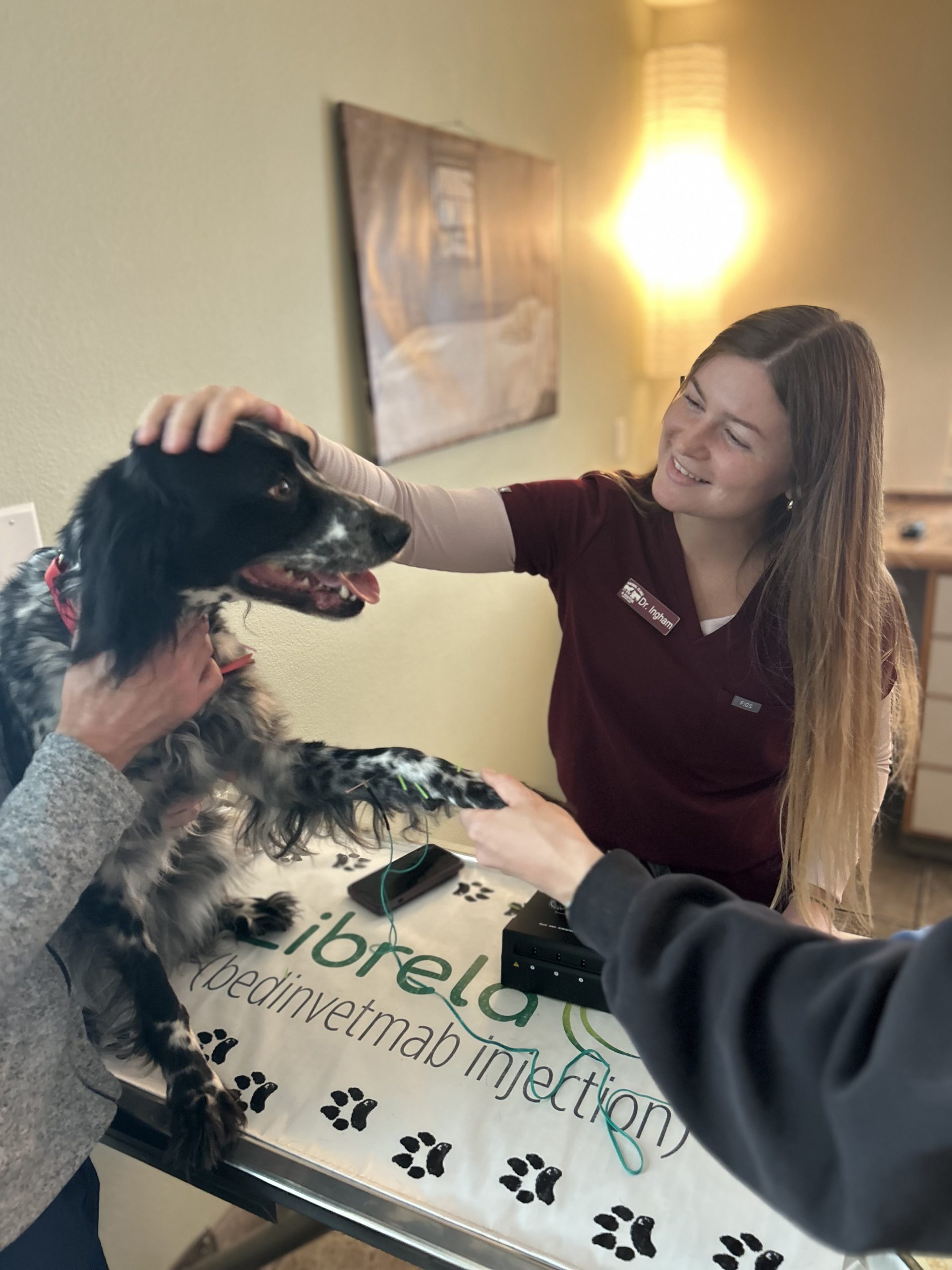 Pet receiving acupuncture treatment at Animal Clinic & Hospital
