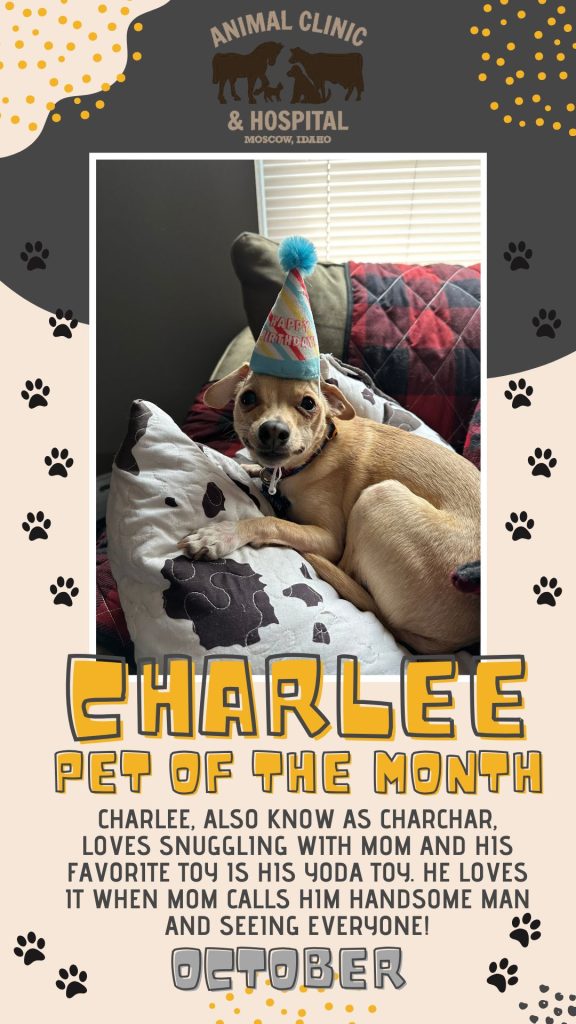 Charlee, a small tan Chihuahua mix wearing a birthday party hat, named October Pet of the Month at Animal Clinic & Hospital in Moscow, Idaho